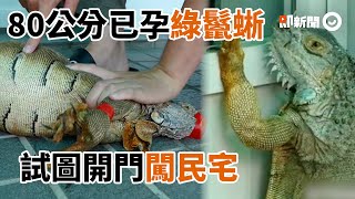 懷孕綠鬣蜥試圖開門闖民宅！屋主返家嚇傻....急通報｜嘉義大學｜懷孕母蜥｜產卵