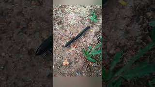 එයාගෙ ලොකු 😱😱 Sri Lankan Millipede (හැකරැල්ලා) Subscribe my channel 🤗#millipede #shortvideo #viral