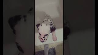 Adorable puppy after a Bath!!! 🥺🛁 #cute #dog #dalmatian #2023