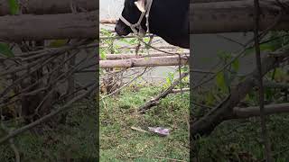 2999.Cows chew grass