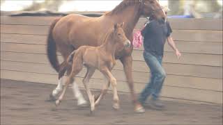 2020 Filly by Morricone / Belissimo M NRW / Krack C 7 days old now.