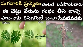 మగవారికి ప్రత్యేకం | Atti Patti Gurinchi | Telugu Touch Me Not Plant Benefits | అత్తిపత్తి వేరు