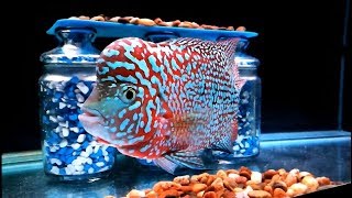 Amazing Super Pearly Kamfa RTH Flowerhorn!!