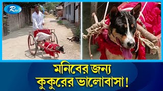 ম‌নিবের গা‌ড়ি চালায় কুকুর 'রাজাবাবু' | Dog | Raja Babu | Dinajpur | Rtv Special News