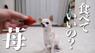 ふるさと納税でもらったいちごのあまおうを犬にあげたら変わった食べ方をした