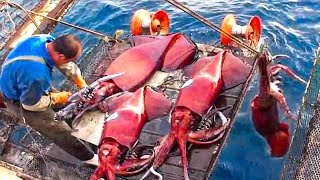 How to Catch Giant Squid Fishing by Vessel - Giant Squid process in Factory