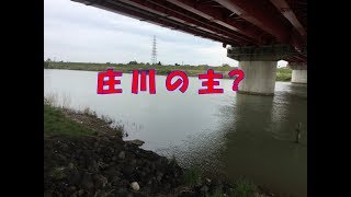 庄川の主？