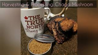 Harvesting and Processing Chaga Mushroom