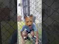 Cute dog, Adopt talented dog 🐕#shorts