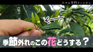 【質問きてた！】みかんの花が夏に出ることはあるのか？