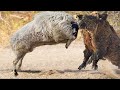 Wild Rams Vs Boar - That's Why You Should Avoid Wild Ram Horns! - PITDOG
