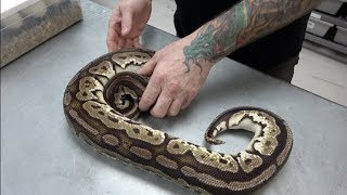 Mojave Cryptic Ultramel x Enchi Creed Clutch !! Egg Cutting
