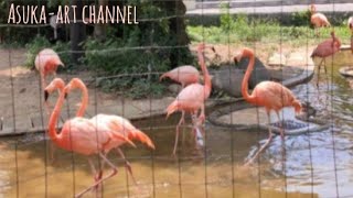 上野動物園へ①鳥