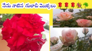 గులాబీ మొక్కని ఈ విధంగా  నాటుకోవాలి # How to planting the rose plant# Rose plant#