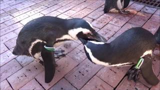 ペンギンがひたすら鳴く動画