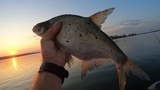 Fishing on a feeder from a boat. large crucian and bream