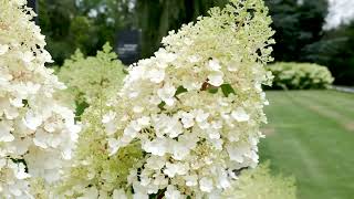 Living Strawberry Blossom