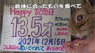 高齢うさぎ。11才の時と13才の今。ビフォーアフター。＃ネザーランドドワーフ　＃高齢うさぎ　＃超高齢うさぎ