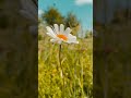 Dancing in the wind #sweden #nature #summer #calm #morning #daisy #flowers #shorts