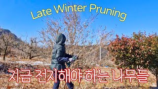 Early spring pruning #latewinterpruning