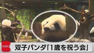 双子パンダがもうすぐ１歳　上野動物園で祝う会（2022年6月20日）