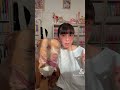 ピットブルのレイとtiktok！顔デカすぎ！【アメリカンピットブル】 american pitbull shorts