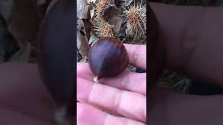 เก็บเกาลัดภูเขาไฟ #chestnuts #castagne #เกาลัด #ธรรมชาติ #etna #nature #เข้าป่า #ภูเขา #chestnut