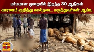 மர்மமான முறையில் இறந்த 30 ஆடுகள் - காரணம் குறித்து கால்நடை மருத்துவர்கள் ஆய்வு | Panruti