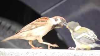 スズメがシジュウカラの子育て・貴重な映像　 171