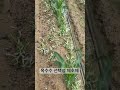 노지 옥수수 잡초걱정끝 옥수수는 살리고 잡초는 죽이는