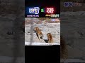 백두대간수목원 호랑이숲 태범이와 무궁이 2025. 2. 18. 봉화sun 호랑이숲 tiger 호랑이 animals zoo cute