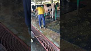 গরুর গোবর পরিস্কার করার পদ্ধতি 🐄🐂🐄 #viralvideo #cowes #cattlefarm #viral #farming #cow #animals