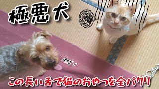 【極悪犬】舌が長過ぎる犬が猫のおやつを根こそぎパクリやがる件。 カラスに鰹節\u0026取られ猫\u0026食べぬ姐御 20200415、カラス\u0026四つ足トリオ