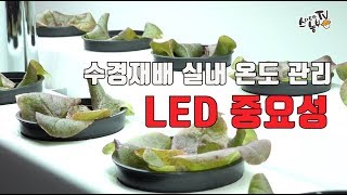 수경재배 성장과정 Hydroponics 온도 관리 식물 LED 간격유지