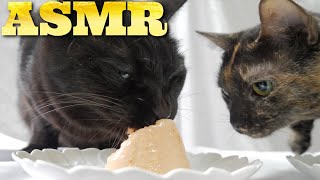 【ASMR】初めて見るちゅ～るタワーを唸りながら食べる猫たちの咀嚼音🐈🎧Cat  Eat Ciao Churu Tower