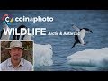 Wildlife in Arctic and Antarctic with Nick Dale | Phototalk | Coinaphoto