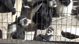 アビシニアコロブスの子供が可愛い♥  Cute Abyssinian colobus child  【Cute animal baby videos】【上野動物園】