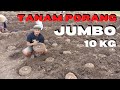 SUPER !! TANAM UMBI PORANG UKURAN JUMBO - Ada yang bobot 10 kg