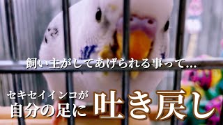 【セキセイインコ】自分の足に吐き戻し...飼い主の私がしてあげられる事は何か？？　　　　#セキセイインコ #おしゃべりインコ #吐き戻し