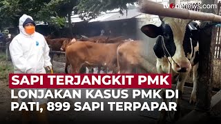 PMK Serang Sapi di Kabupaten Pati: 889 Sapi Terinfeksi, 108 Mati | OneNews Update