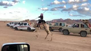 سباق ميدان الرقه بمحافظة الوجه على تبرعه مقدمه من السيد / منصور عوده الجوهري ٩/٥/١٤٣٩هـ