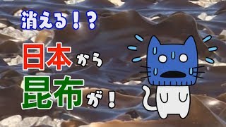 日本から昆布が消える!？2090年コンブ問題とは？？ 【マスクにゃんニュース】