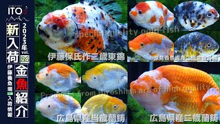 【伊藤養魚場入荷情報2023年vol.24(2023年8月24日)】深見養魚場産金魚、広島県産金魚等を入荷しました!!