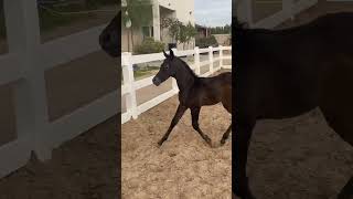 🐎at Kuwait 👀hors #horse #horselover