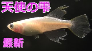 【天使の雫】めだかコレクション vol.207　改良メダカ　サムネイル画像は動画から切り抜き