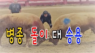 청도소싸움 2023.08.26   제12경기  병종  돌이 / 승용