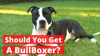 All about the Pitbull Boxer mix (Bullboxer) | Should you get a BullBoxer?