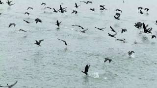 里山散歩番外　城山湖のカワウ群舞（A flock of cormorants）　2017・9・24   (4K)