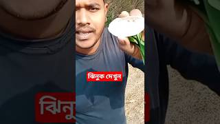 ঝিনুক কোথায় পাওয়া যায় দেখুন ভিডিওতে || সম্পূর্ণ ভিডিও চ্যানেল #villagevlog #sujan_bro #shorts