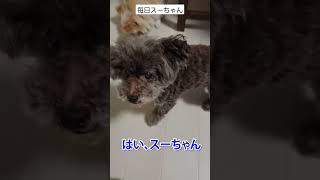 【毎日スーちゃん】おやつをリンゴに変えてみたら反応がスゴすぎた！#shorts #dog #チワワ #doglover #トイプードル #犬